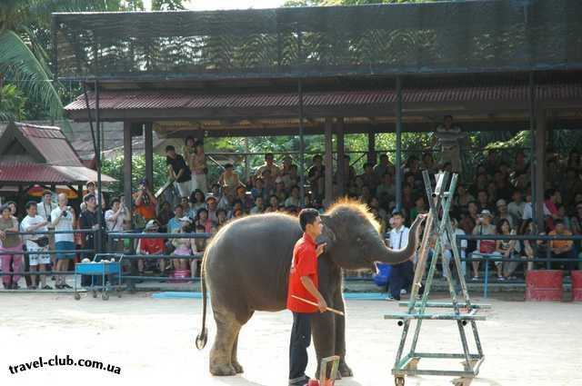  Таиланд  Паттайя  слон художник за мольбертом