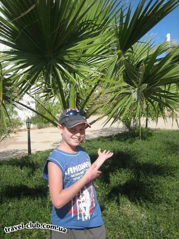  Египет  Шарм Эль Шейх  Royal Rojana Resort 5*  Ето пальма.