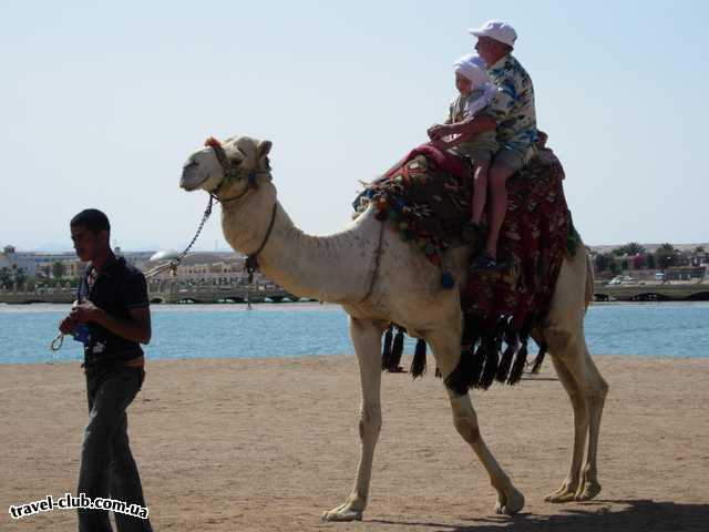  Египет  Хургада  LTI - Dana Beach Resort  На верблюде по берегу Красного моря !