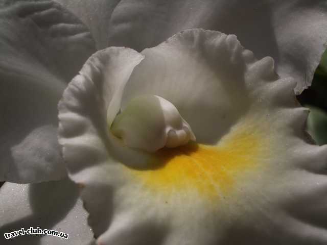  Таиланд  Паттайя  орхидея