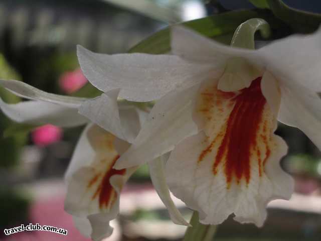  Таиланд  Паттайя  орхидея