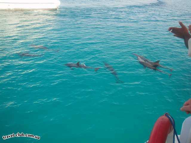  Египет  Хургада  Sea Gull 4*  С острова нас провожали дельфины