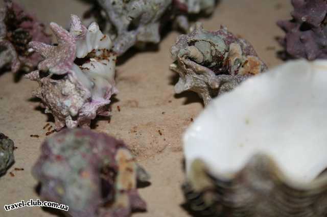  Египет  Шарм Эль Шейх  Coral beach tiran 4*  дары моря и термиты поедающие внутренности