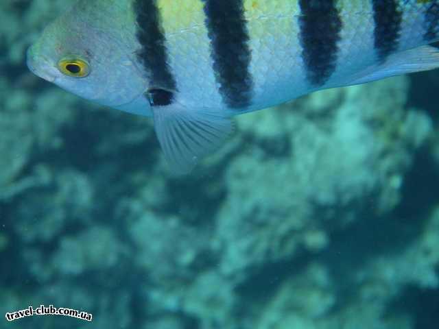  Египет  Шарм Эль Шейх  Coral beach tiran 4*  рыбка