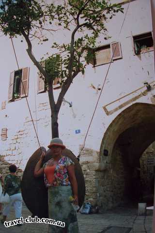  Израиль  ашдод  Яффа.Плодоносящее мандориновое дерево в подвешенном с
