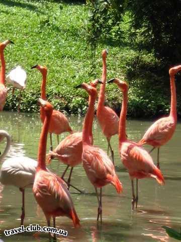  Малайзия  о.Лангкави+Куала-Лумпур  Так много розовых фламинго в Zoo Negara! А так же много всяк�