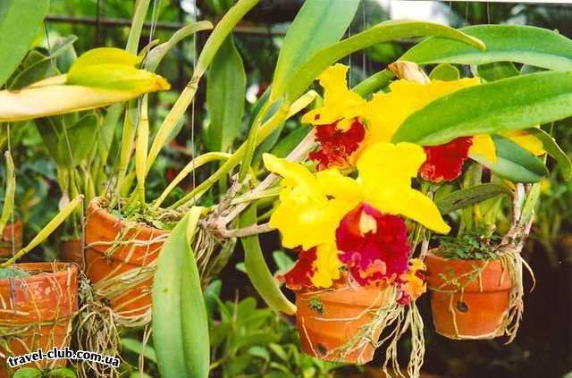  Таиланд  Паттайя  тайские орхидеи