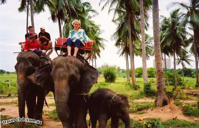  Таиланд  Паттайя  В тае можно покататься на слоне