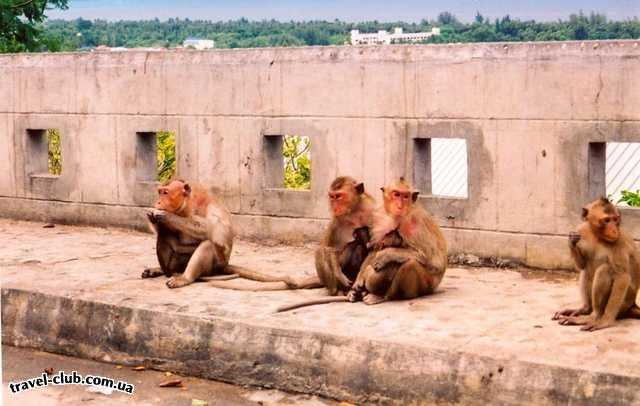  Таиланд  Паттайя  на горе обезьян