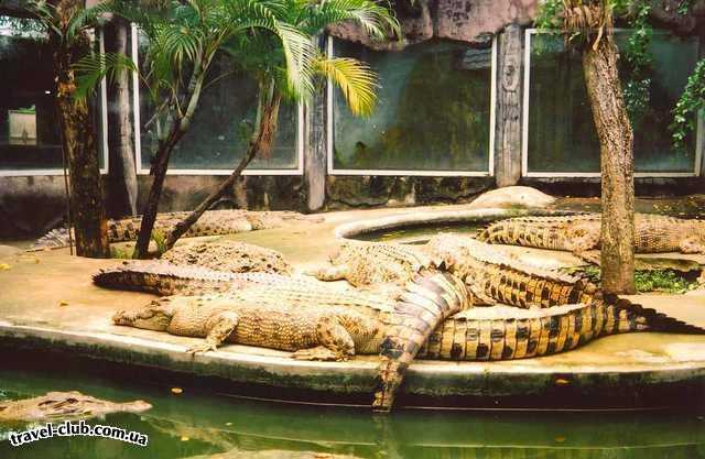  Таиланд  Паттайя  крокодилы на отдыхе