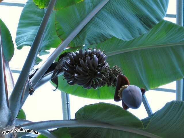  Германия  Бонн  Ботанический сад. Бананы