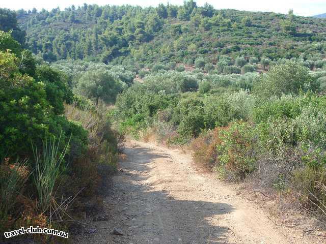  Греция  Халкидики  Poseidon 4* ( Sitonia )  Дорожка в оливковую рощу, это тоже территория отеля