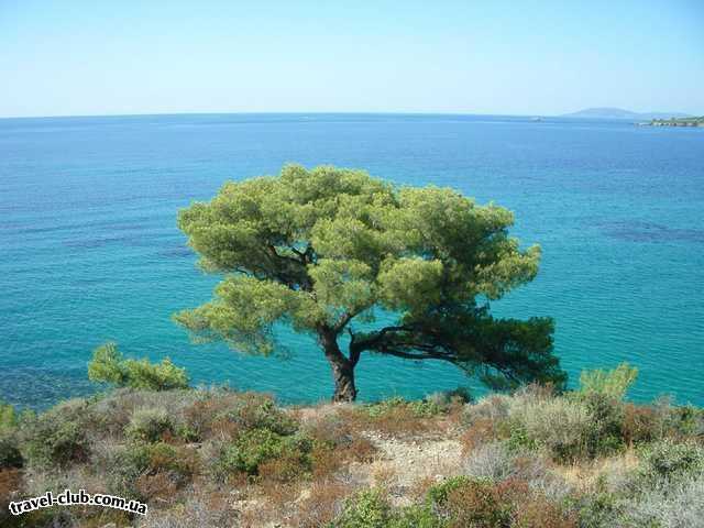  Греция  Халкидики  Poseidon 4* ( Sitonia )  Природа вокруг  - красота неописуемая!<br />
Хоть постеры