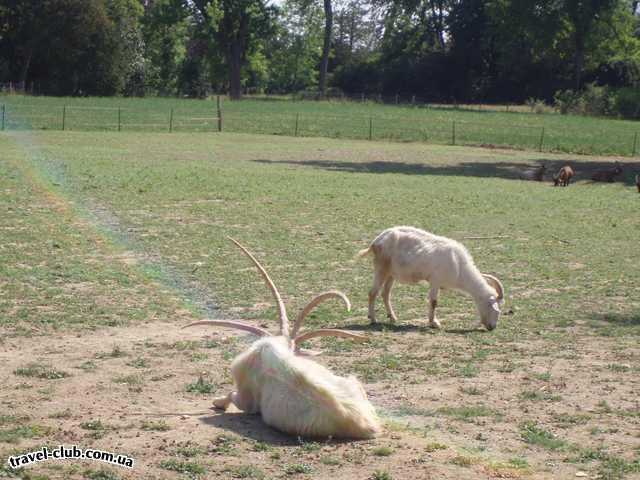  Испания  чудо природы- в Версале живет козел с 4мя рогами-это над