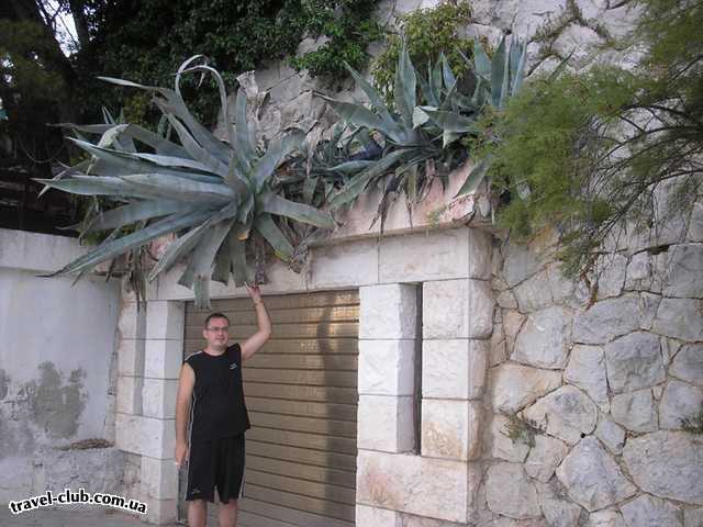  Хорватия  макарская ривьера, курорт башка вода  кактусы там растут практически везде