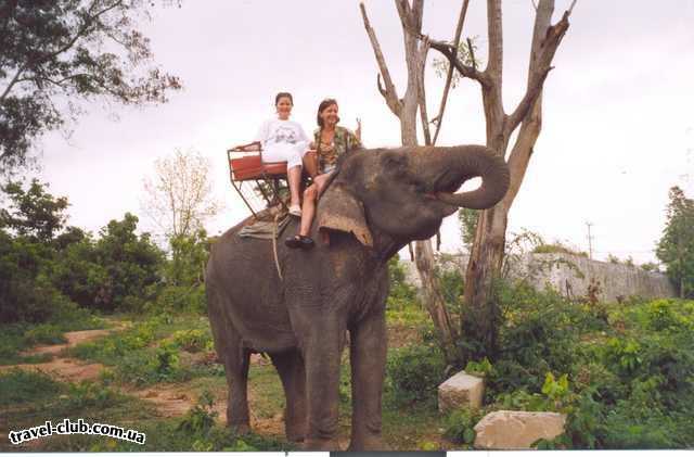  Таиланд  Паттайя  мечта детства- прокатиться на слоне