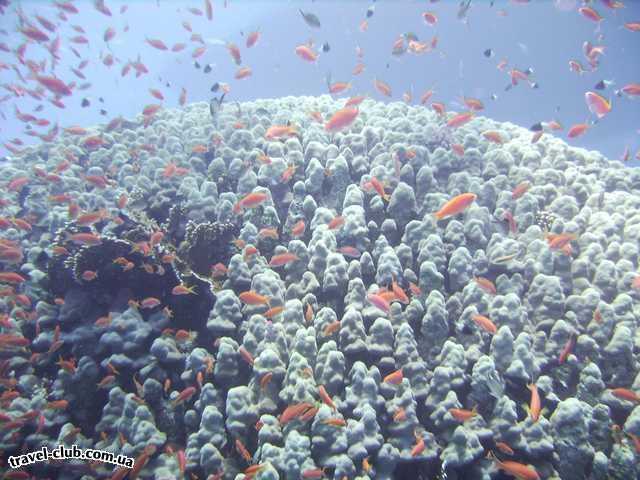  Египет  Шарм Эль Шейх  Savoy 5*  Коралловый риф