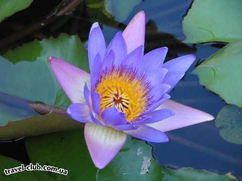  Вьетнам  цветок лотоса