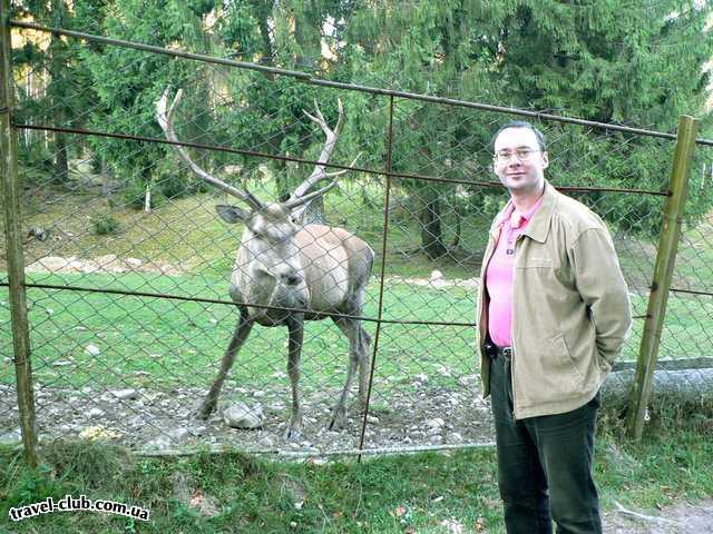  Украина  Карпаты  Непременно посетите вольеры с оленями! Яремче.