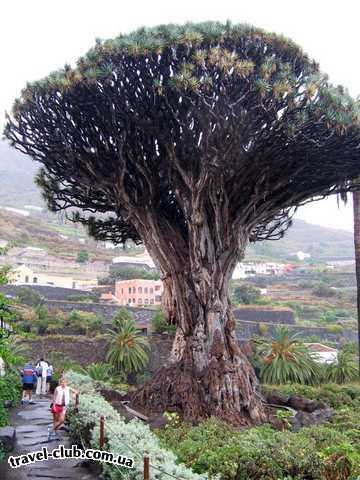  Испания  Тенерифе  1000-летнее дерево