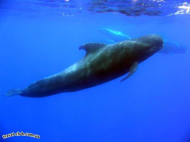  Испания  Тенерифе  настоящий кит в океане - прикольная прогулка на катере 