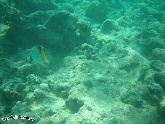  Египет  Шарм Эль Шейх  еще одна красивая рыбка
