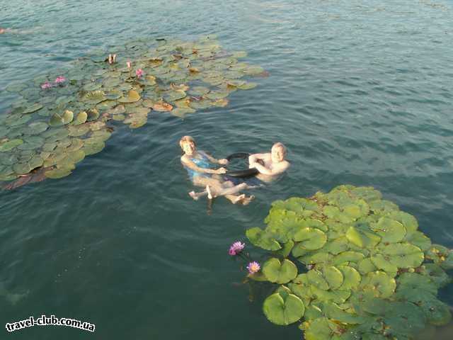  Венгрия  Будапешт  Rege  В купальнях Хевиза. Там лилии цветут...