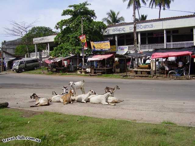  Шри-Ланка  