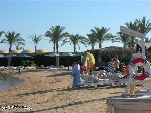  Египет  Хургада  Regina style 4*  катание на верблюде на пляже реджины