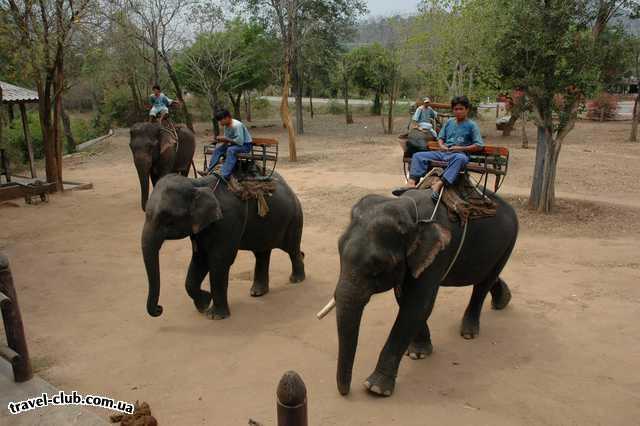  Таиланд  Паттайя  Деревня слонов