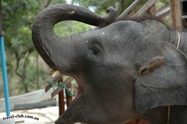  Таиланд  Паттайя  Слон в угаре