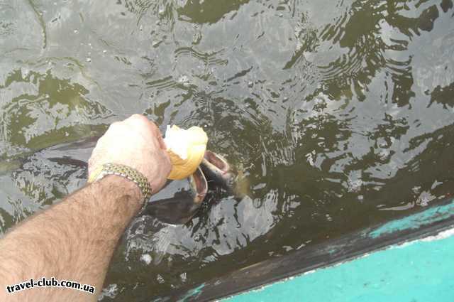  Таиланд  Паттайя  Роял Клиф  Кормление рыбок с рук в Бангкоке