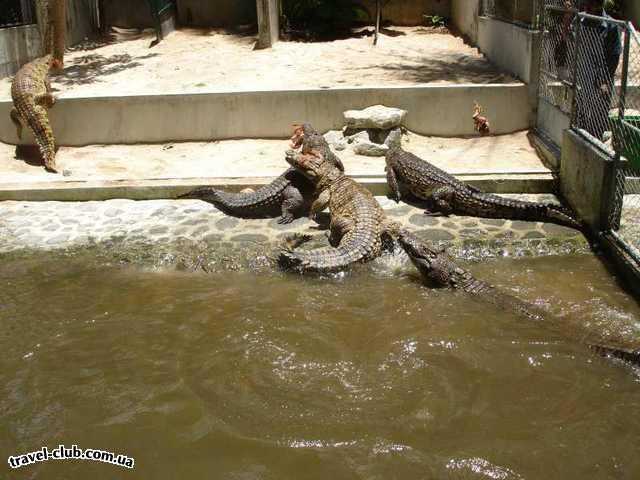  о. Маврикий  Парк крокодилов «Ла Ванила» (La Vanille Crocodile Park) 