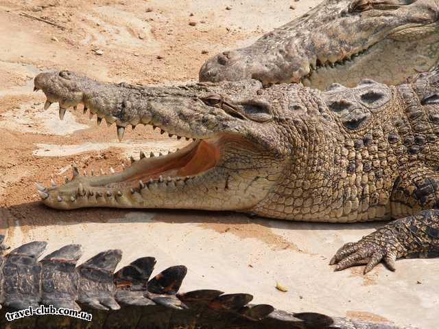  Таиланд  Крокодил