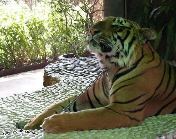  Таиланд  Тигр