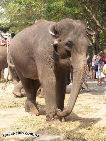  Таиланд  Слон