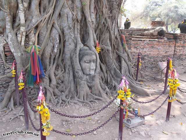  Таиланд  Аютхайя  Священное дерево