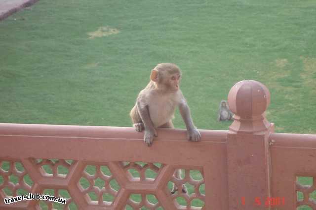  Индия  в агрском форте обитают обезьянки