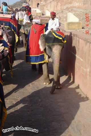  Индия  слоники на работе (форт Амбер)