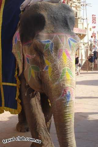  Индия  слоник в форте Амбер