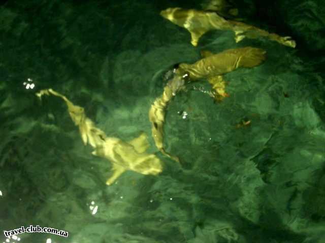  Мальдивские о-ва  Sun Island  Акулы. Рифовые. 2,5 м.
