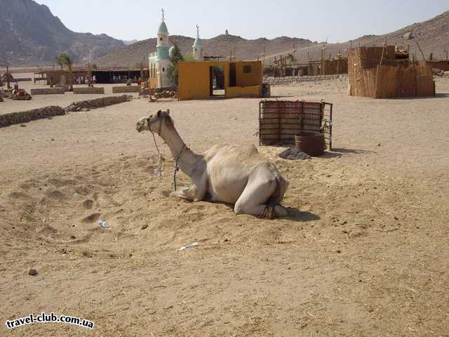  Египет  Хургада  Несчастный верблюд  которого лечат отсутствием воды у