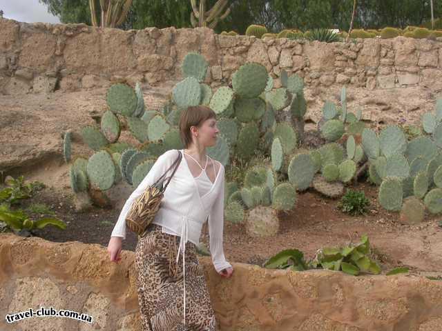  Испания  Тенерифе  кактус парк