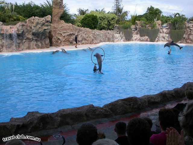  Испания  Тенерифе  шоу делфинов в Лоро Парке
