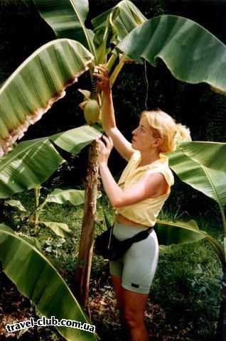  Начинающим  Цветущий банан в Сухумском дендрарии