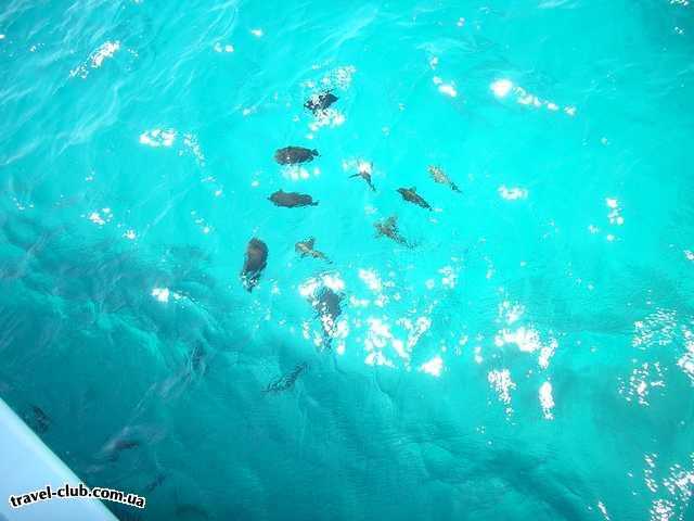  Египет  Шарм Эль Шейх  Pyramisa 5*  Рыбки. Фотографировала с яхты.