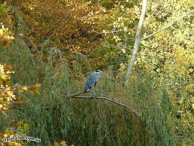  Ирландия  Дублин  Фотосессия на Додер (Dodder river) Окт 2004<br />
Просветите, это 