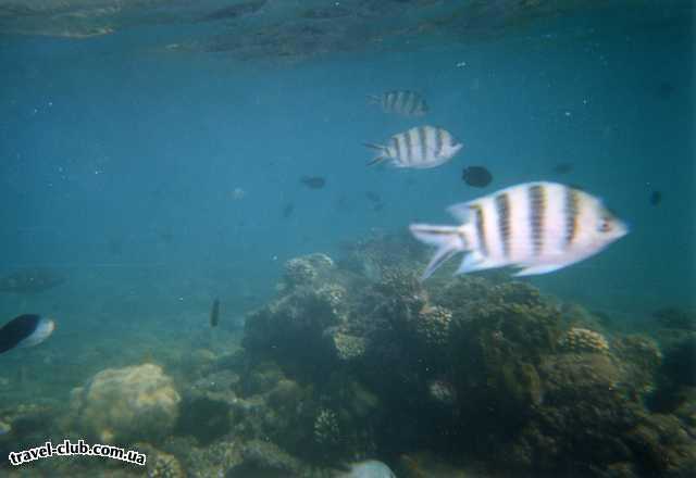  Египет  Красное море  Подводный мир, расстояние 1-2-3 метра , камера - подводная