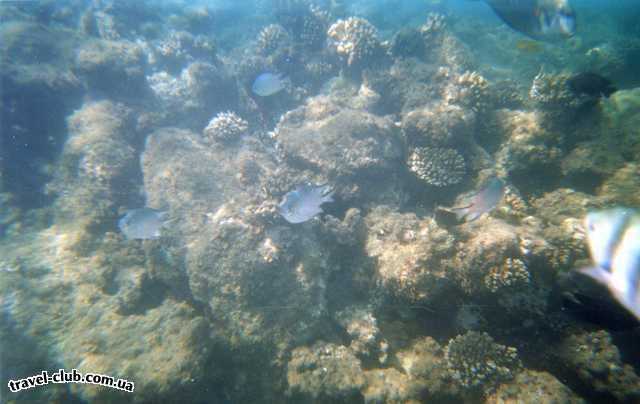  Египет  Красное море  Подводный мир, расстояние 1-2-3 метра , камера - подводная