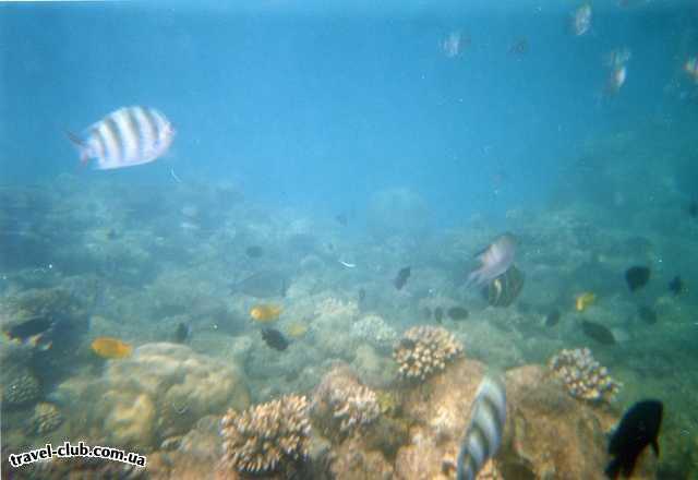  Египет  Красное море  Подводный мир, расстояние 1-2-3 метра , прямо на пляже, ка